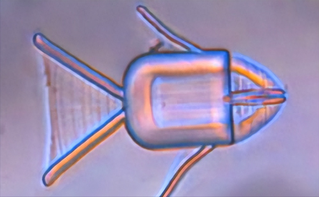 像鼻涕虫一样在血管里游走！生物机器人实现突破，6大病迎来曙光