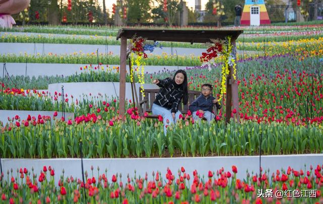 十万郁金香迎春绽放 仙女湖凯凯光光乐园醉游人
