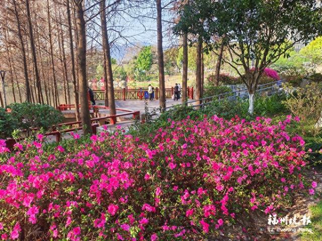 福州琴亭湖公园杜鹃花展开幕