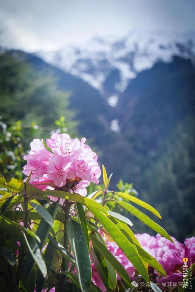 中国的雪山花海，开始征服地球了？③