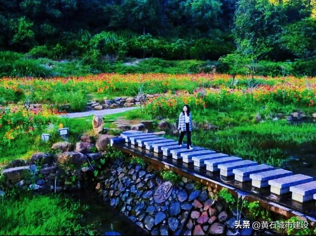 秋日遛娃天花板！黄石这里的百日菊花海美翻了