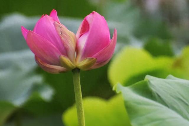 罕见“花中君子”绽放济南大明湖，外交部赵立坚在线“打Call”