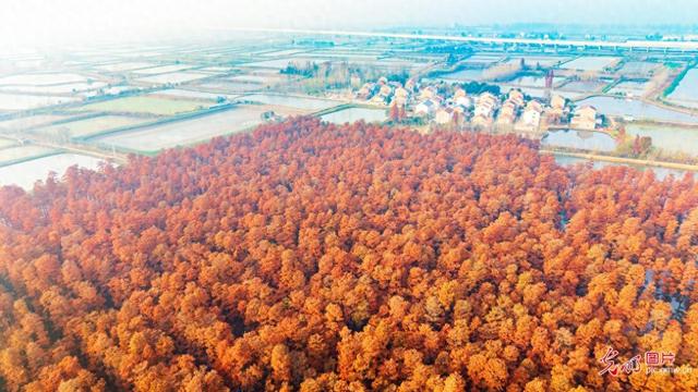 池杉披红 水上森林引客来