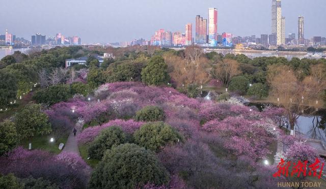 抓紧去打卡，这些地方的梅花开了