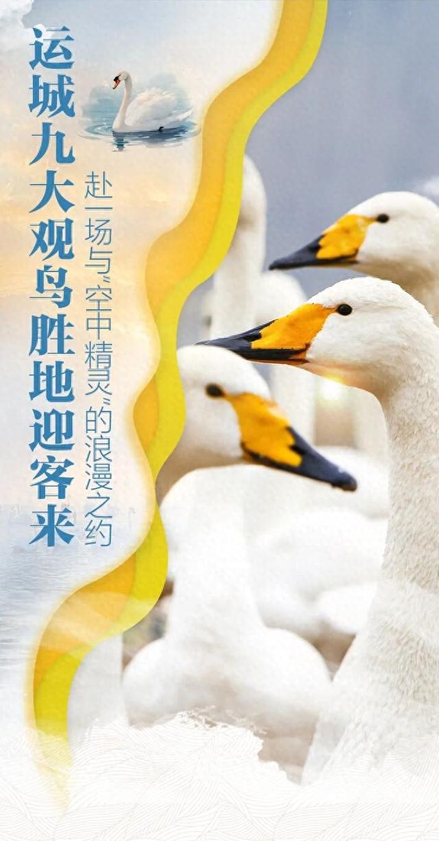 运城九大观鸟胜地邀你共赴冬日童话～