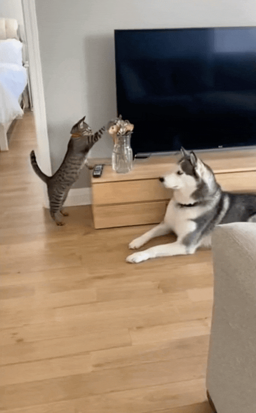 刷到的猫狗视频全是 AI 做的，连教授批学生都是假的，我还能信啥？