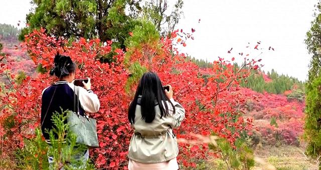 济南市莱芜区：千亩红叶“染”出文旅新画卷