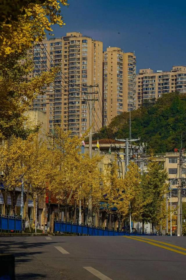 【天眼图片】仁怀冬日限定美景上线 满城银杏披“金衣”
