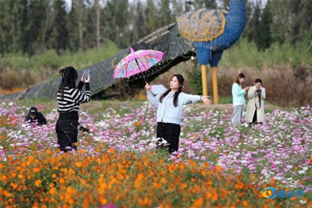 美丽花海迎客来