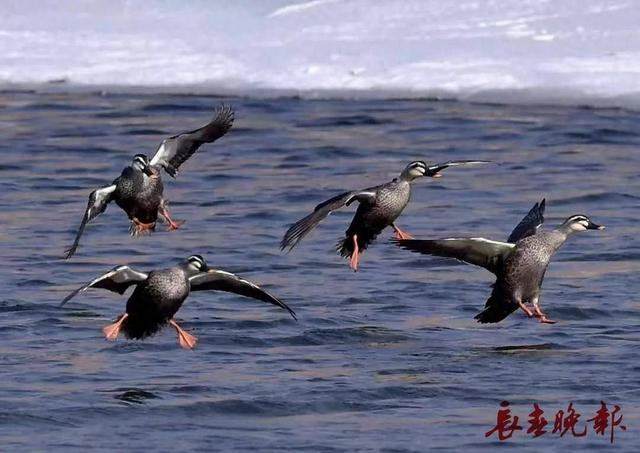 别错过！就在长春伊通河