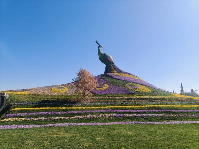 唛唛！这只“巨型孔雀”即将在斗南湿地公园华丽开屏