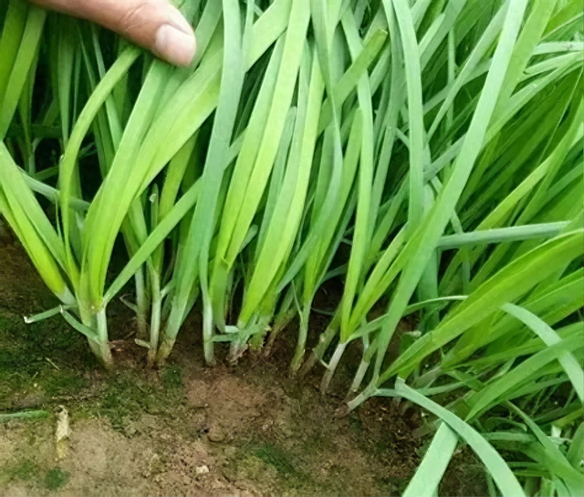 韭菜什么时候不能再割了？记住这个时间，老一辈经验