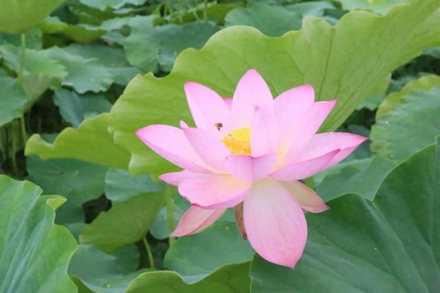 弥渡夏日荷塘等你来