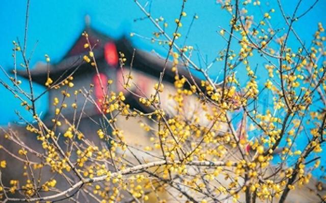 满城蜡梅裹香来 老城新巷尽诗意