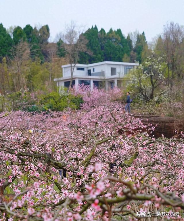 本地人捂不住了！这片“桃花海”，再不去就成别人的朋友圈封面了