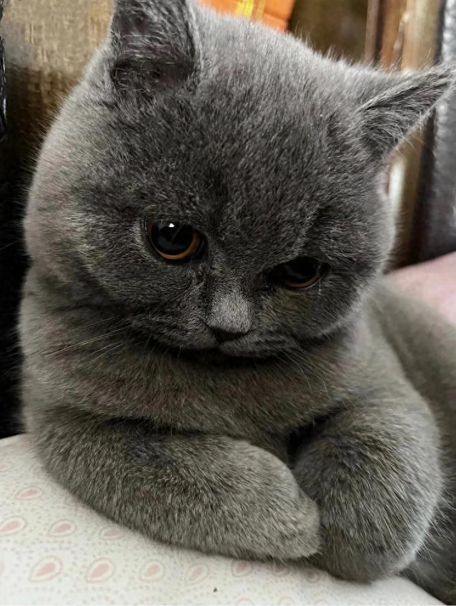 什么小猫最便宜（哪个猫粮性价比高这几款省钱还能满足猫咪需求）