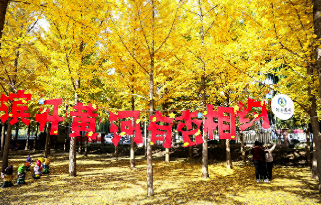 赴一场黄河与银杏的约会