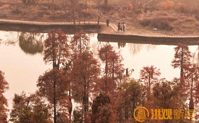 南昌水杉秘境，绝美！