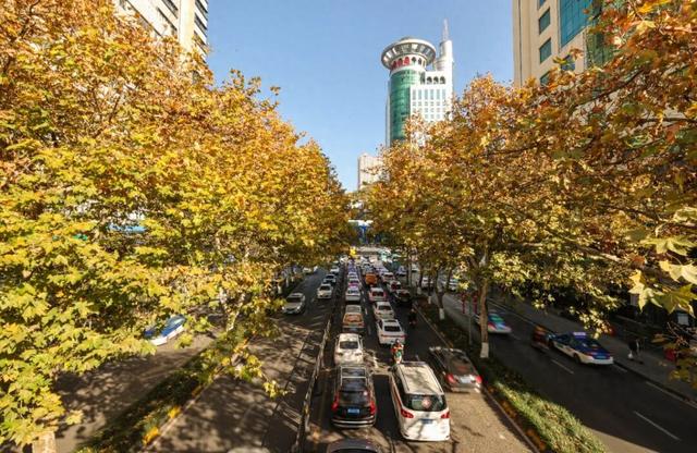 梧桐为笺，车流作墨——北京路写下一封贵阳版的“冬日情书”