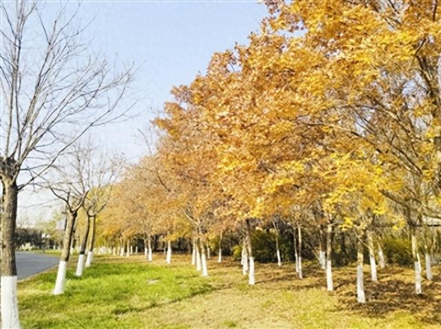 满园“黄金叶”藏在津北森林公园