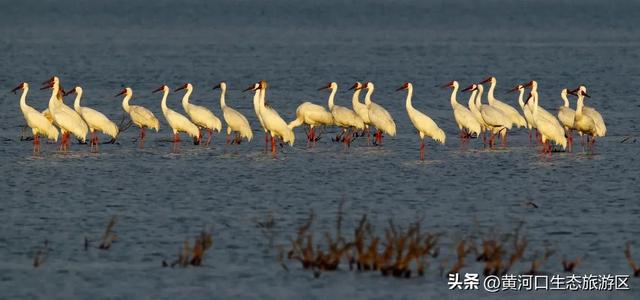 【黄河口生态旅游区】黄河口最美观鸟季已上线,赏鸟正当时!快来邂逅候鸟之约吧!