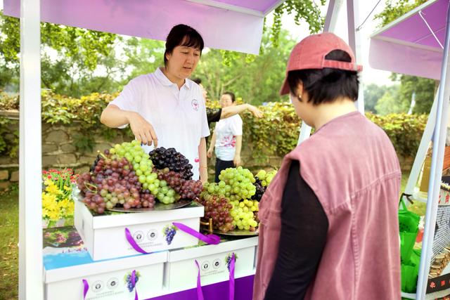 本周六密云将进入葡萄采摘季