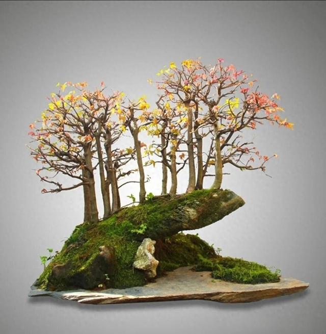 迷你世界老版本森林（丛林盆景制作技巧｜把微型森林搬回家）