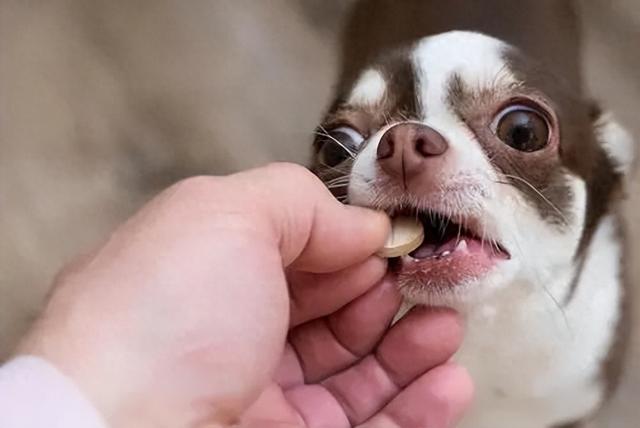 怎么辨别狗狗是否要驱虫（警惕狗狗有这些症状）