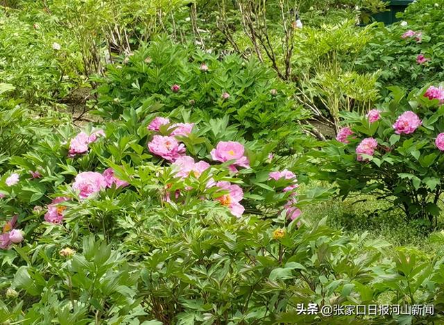 走，一起去张家口市人民公园赏牡丹花吧！
