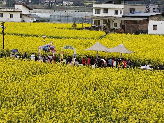 没“空”？要去荥经！沉浸式花海与动感山地交响，绘就全域旅游新画卷