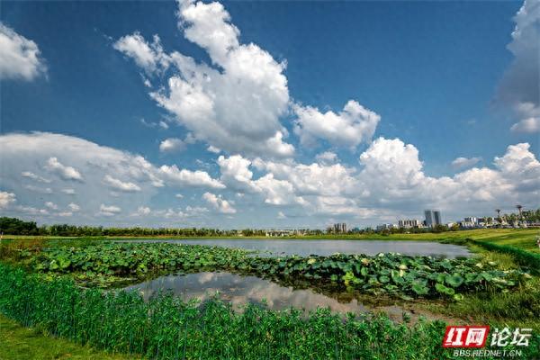 自然就在窗外！大泽湖近自然湿地公园：在城市客厅，邂逅羽翼天堂