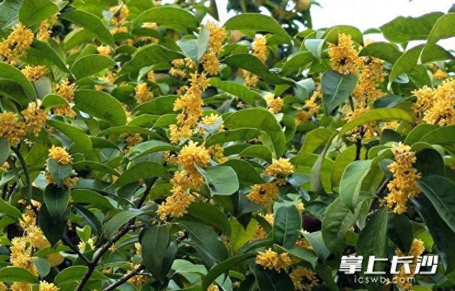 寒意尚浅秋桂冬开，立冬时节长沙满城飘溢桂花香