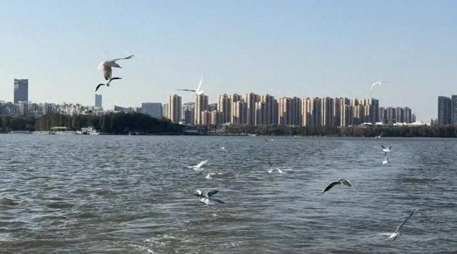 “鸥”来啦！游武汉“冬日限定”体验上线