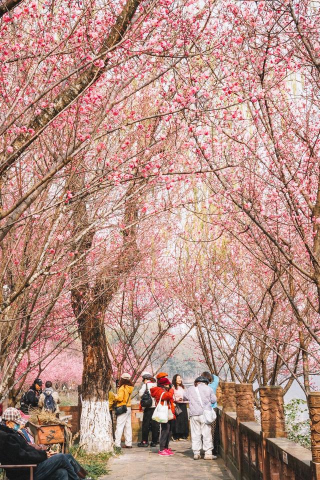 赏梅、逛集市、观看汉服巡游……望江楼公园文旅活动持续点燃春日赏花经济