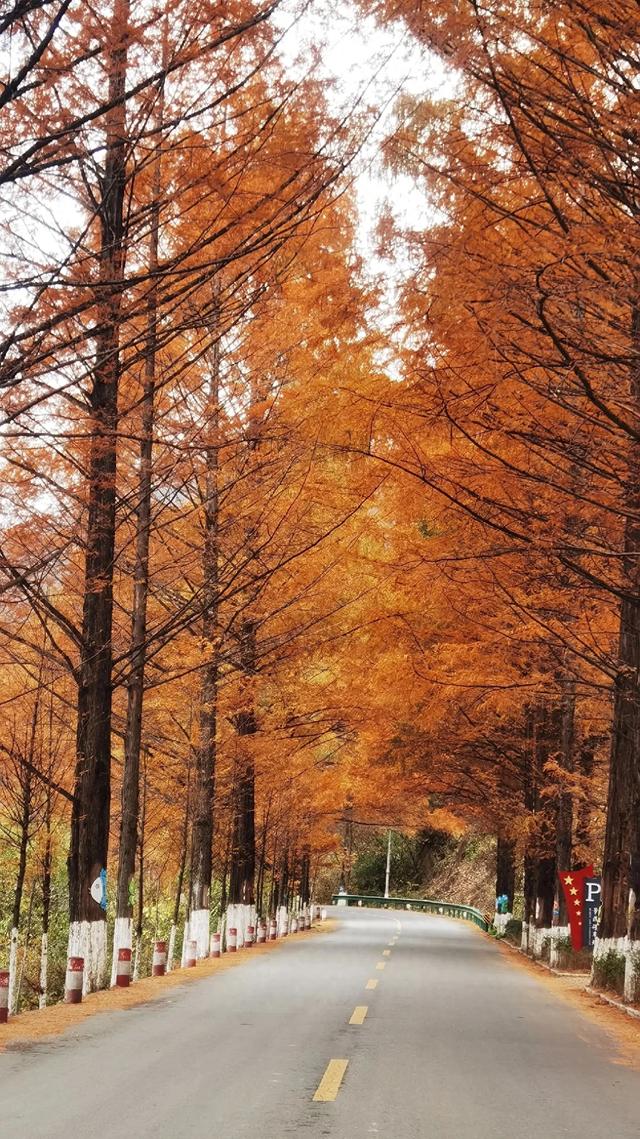 如果是秋天，就去一趟留坝吧