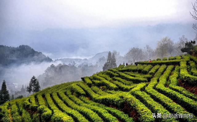 中国最美茶山，能喝到顶级好茶？喝一口记一辈子