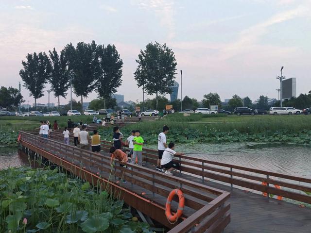 滹沱河观荷