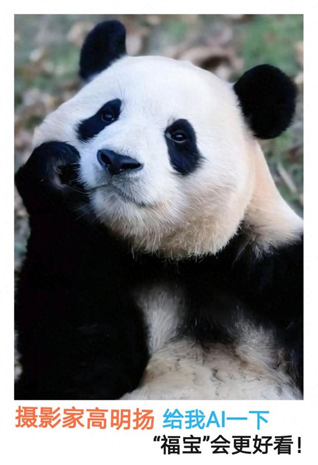 去东北黑龙江哈尔滨，别忘了去太阳岛看看国宝。