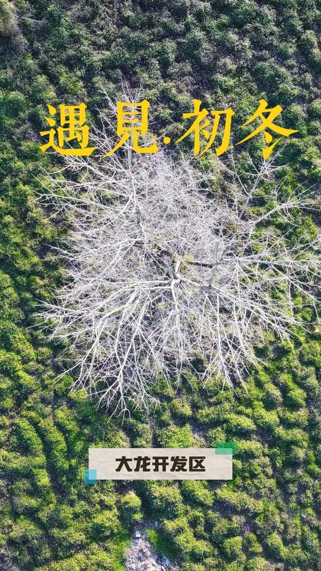 初冬，来大龙开发区遇见“限定暖阳”