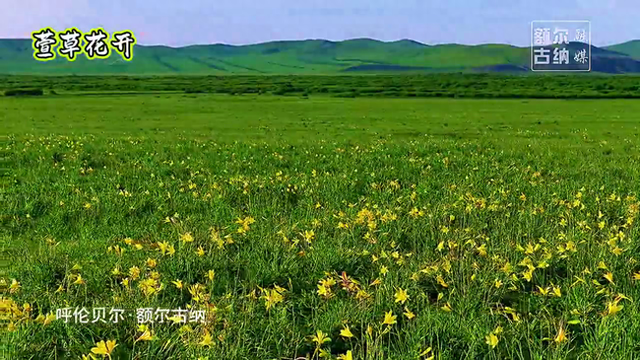 额尔古纳：高高的青山上 萱草花开放