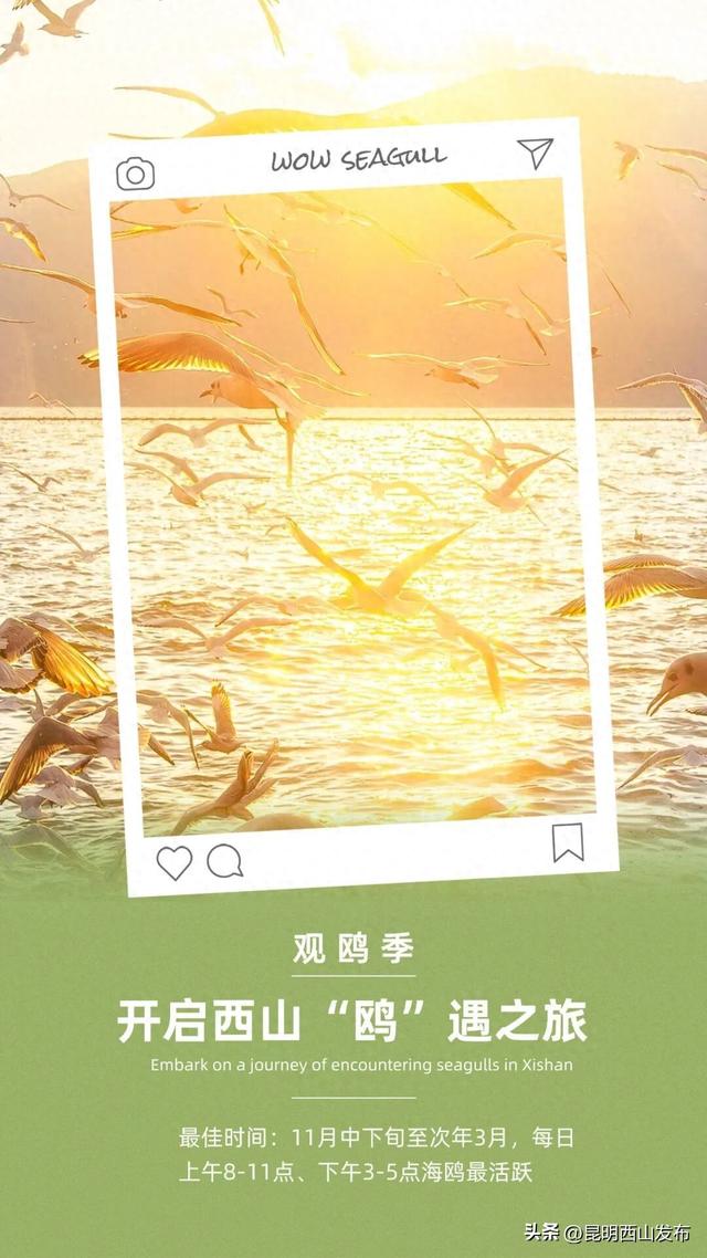 鸥了鸥了，红嘴鸥大部队即将抵达！这些小众“鸥”遇点千万别错过