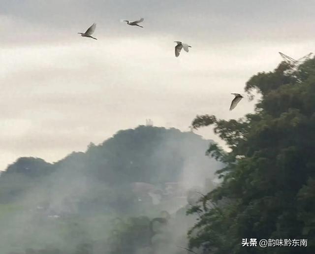 贵州兴义：白鹭与水墨山河的诗意邂逅