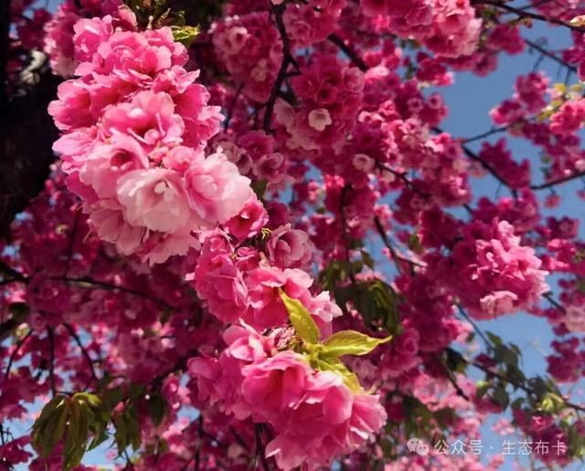 ​来东川拖布卡，赴一场繁花之约！