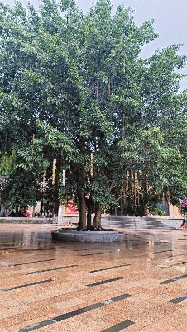 兴义穿云洞休闲广场有一团“五子登科”大榕树