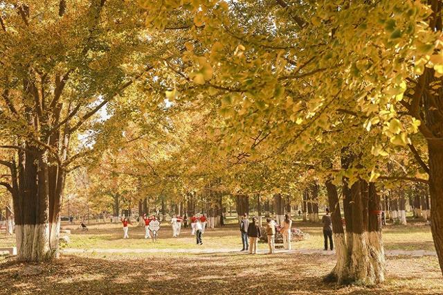 临沂：3000余株银杏披金装