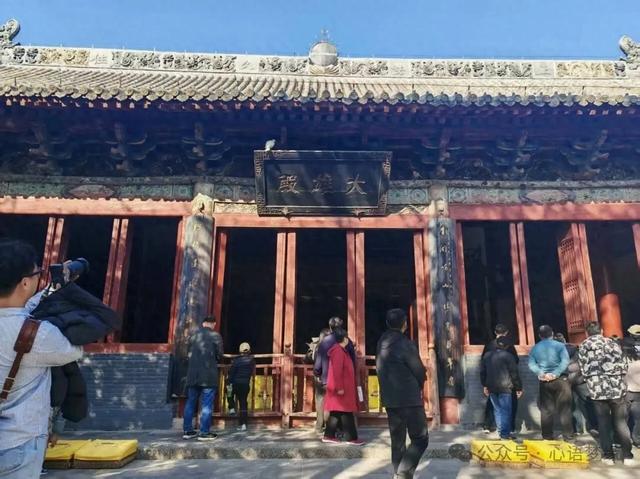 白马寺的鸽子,呈现世间生灵最好的模样