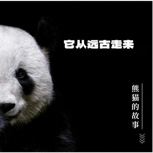大熊猫的介绍资料（熊猫的故事它从远古走来）