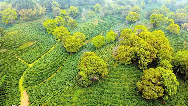 君山银针冠名高铁列车启程，以茶旅融合开启品牌新篇章