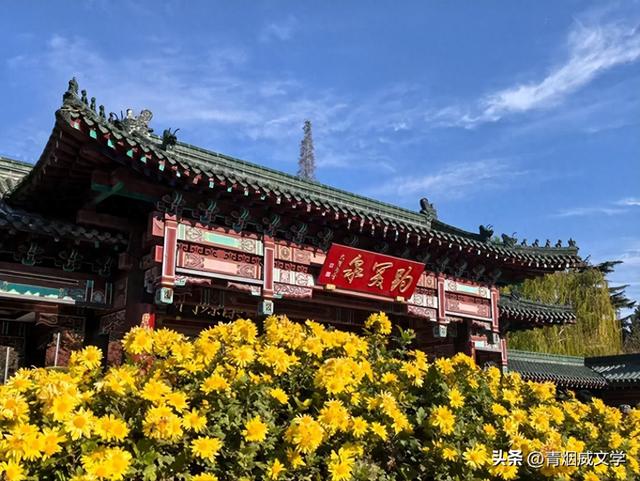 趵突菊韵 锦绣泉城