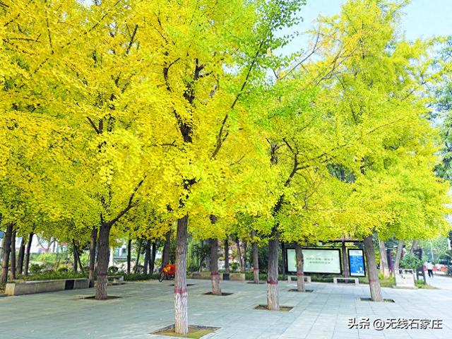 邀您共赴秋日浪漫 石家庄公园、广场银杏进入最佳观赏期